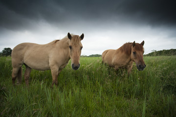 Horse- Equus ferns caballus © jamiehall