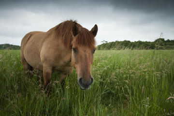 Fototapeta premium Horse- Equus ferns caballus