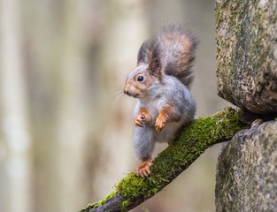Red squirrel
