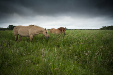 Horse - Equus ferns caballus © jamiehall
