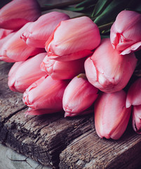 fresh spring pink tulips