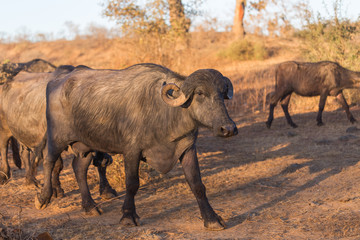 Buffalo © Rochu_2008