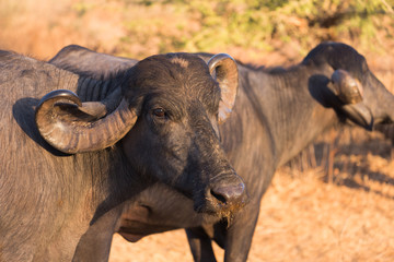 Buffalo © Rochu_2008