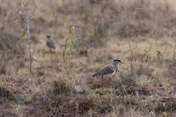 birds in the Masai Mara