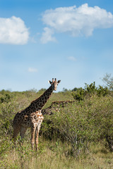 giraffe in the savanna of Africa