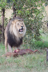 Male lion stands over its fresh kill