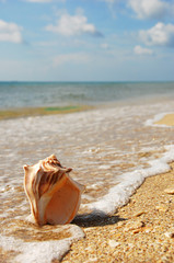 Fototapeta na wymiar Shell in surf on beach
