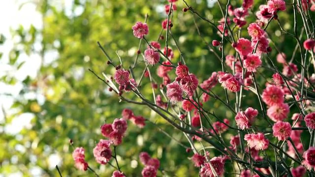 FLOWERS OF APRICOT ON GREEN BACKGROUND