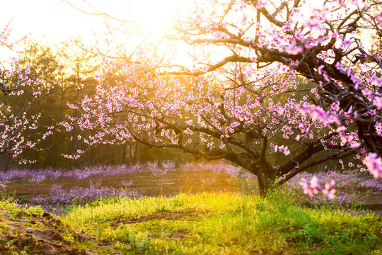 peach blossom,green grass with sunshine