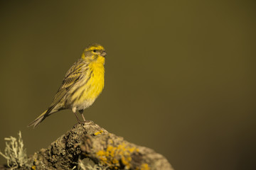 Serin (Serinus serinus) , Alicante, Spain, Europe