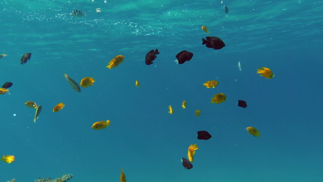 Many fish swim among corals in the Red Sea - Egypt