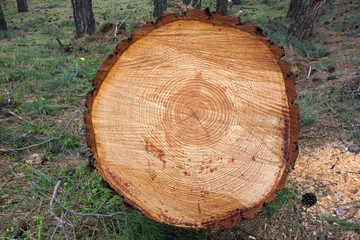 Freshly cut tree log