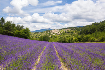 Fototapeta na wymiar Lavender field and village