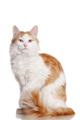 Бело рыжий кот