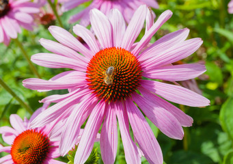 Echinacea flower with a bee