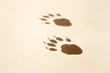 Obraz premium Animal footprints on a wooden surface
