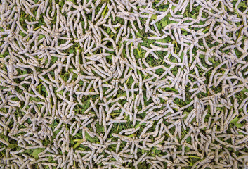 Silk Production Process, Silkworm with mulberry green leaf