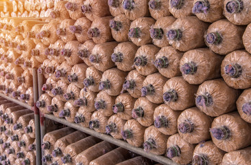 Organic mushroom growing in farm
