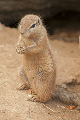 Cape ground squirrel