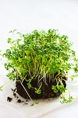 Fresh cress on white background