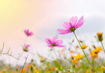 Cosmos colorful flower in the field