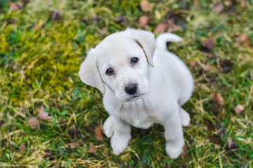 Sweet Labrador puppy
