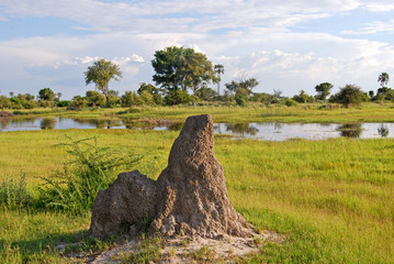 Okavango Delta: Termite mound in the National Park, Botswana