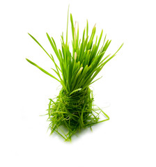 figure green grass isolated