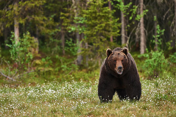 Obraz na płótnie Canvas Beautiful big brown bear in finnish taiga