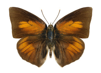 Butterfly Curetis acuta