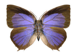 Obraz premium Butterfly Arhopala centaurus