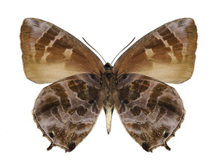 Butterfly Flos fulgida