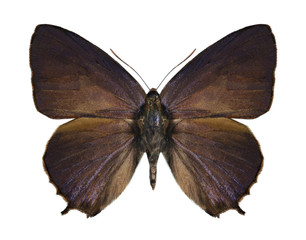 Obraz na płótnie Canvas Butterfly Flos fulgida