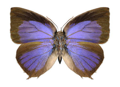 Butterfly Arhopala centaurus