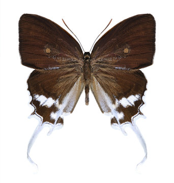 Butterfly Eooxylides tharis