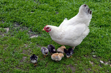 hen with chickens