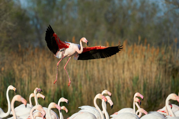 Greater Flamingo in flight