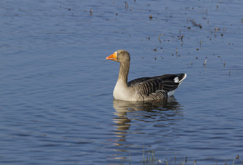 Greylag Goose swimming.