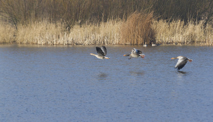 Fototapeta na wymiar Greylag Geese in flight.