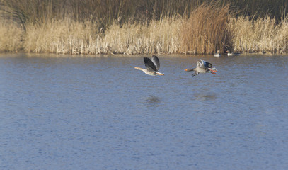 Obraz premium Pair of Greylag Geese flying.