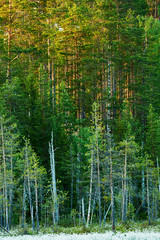 Finnish forest at dawn