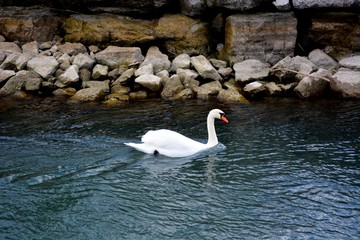 Лебедь на воде
