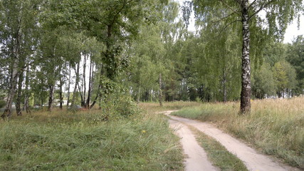Fototapeta premium В роще
