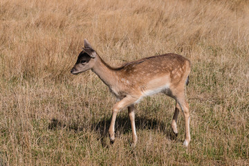 red deer fawn on grassy meadow