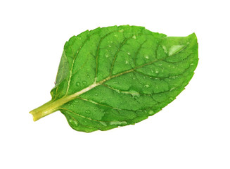 Leaf of mint isolated on a white.
