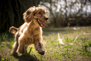 Golden cocker © ardasavasciogullari