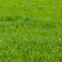 Background of a green grass