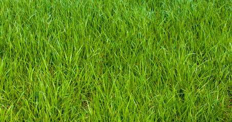 Background of a green grass