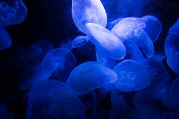 Obraz premium jellyfish in blue water