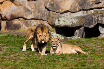 Lion and Lioness. Lion Couple.   Male and Female Lions